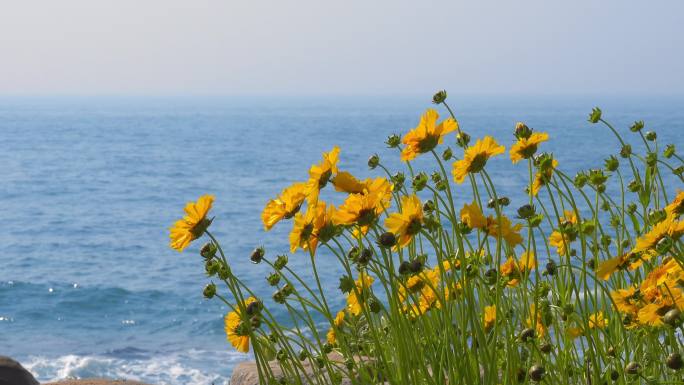 青岛海边初夏盛开的黄花