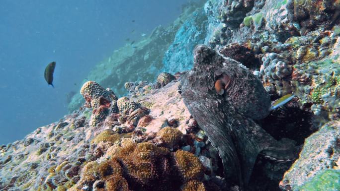 藏在水下珊瑚礁中的章鱼
