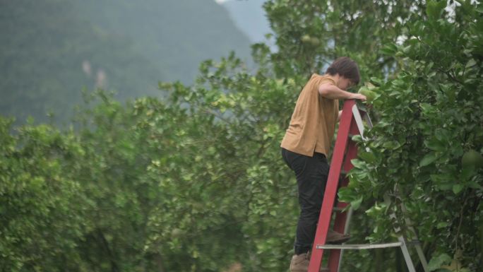 中国亚裔女农场主在种植园采摘柚子，用梯子爬上去