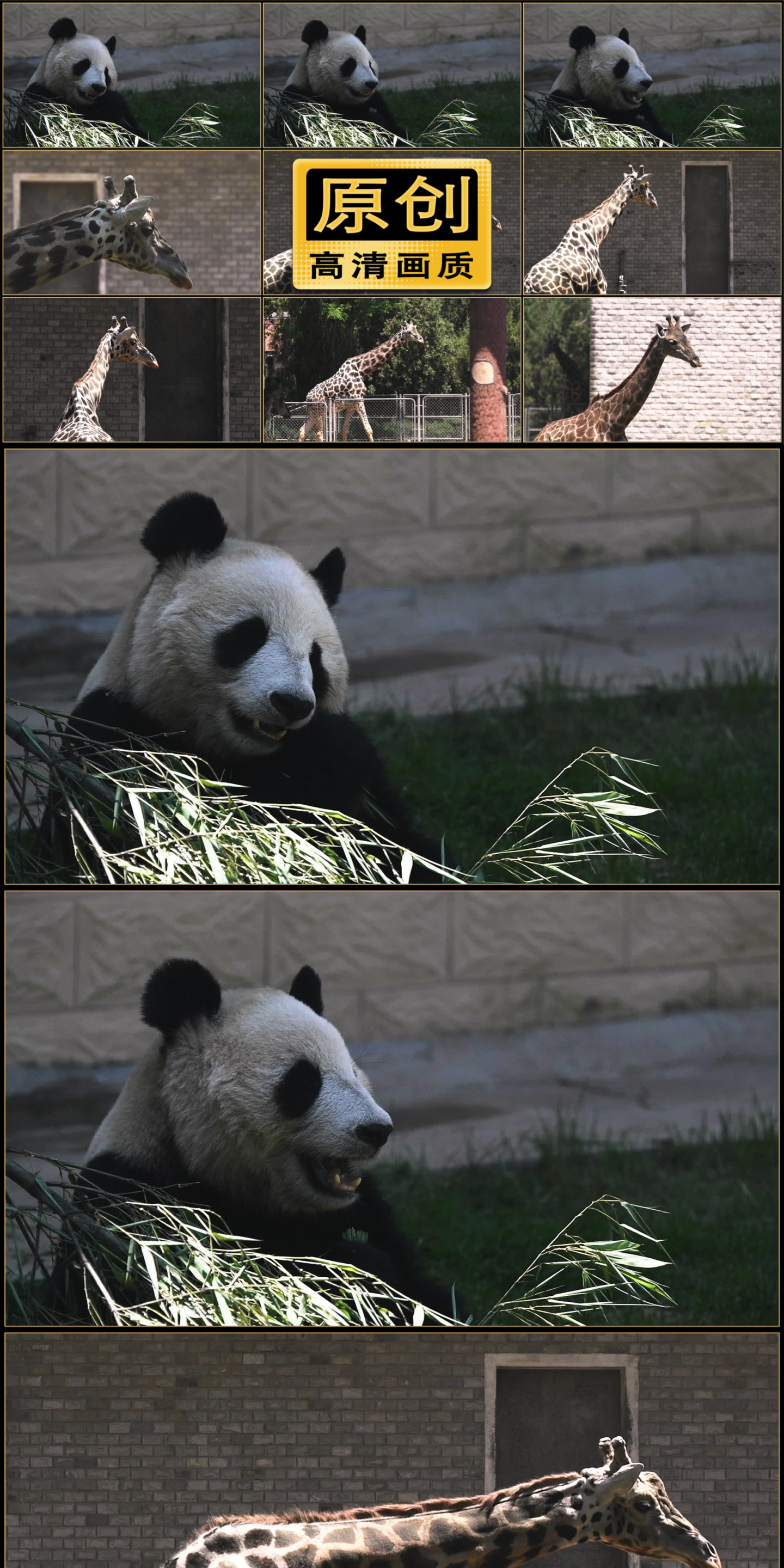 原创动物园大熊猫长颈鹿素材