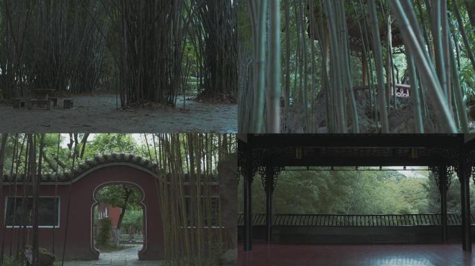 下雨天的竹林公园自然风光空镜