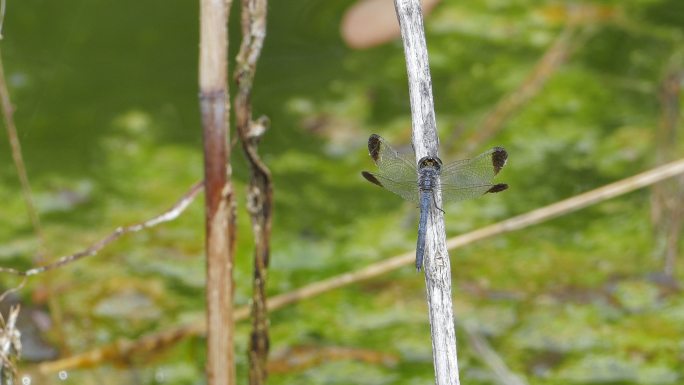 湿地中的白蛉。白蛉