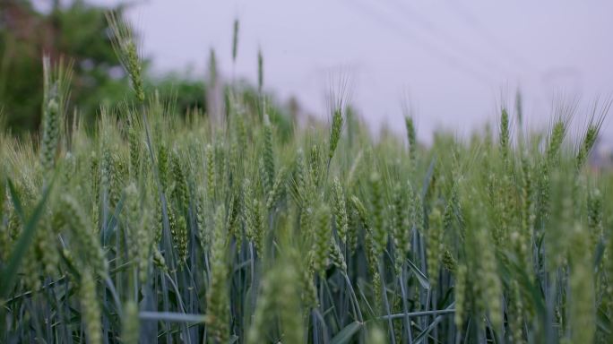 田野里的小麦苗