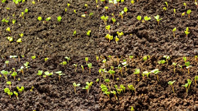 春天种子发芽破土而出蔬菜幼苗阳光光影延时