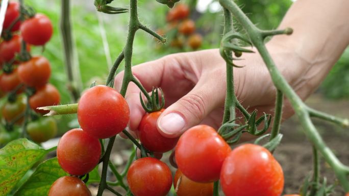 女性双手采摘新鲜西红柿