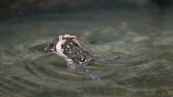 牛蛙在水中慢动作游泳