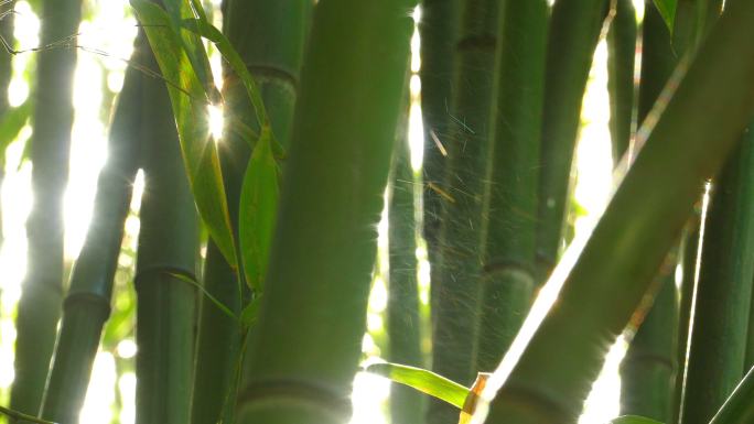 竹子和太阳阳光竹子