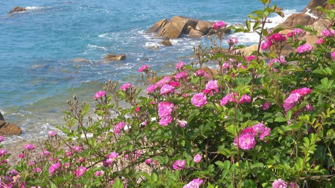 青岛海边盛开的蔷薇