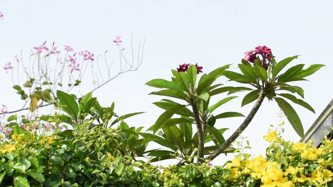 美丽的热带黄花，绿叶，猫爪爬行植物，紫色兰花树或蝴蝶树或紫荆花，蓝色天空背景