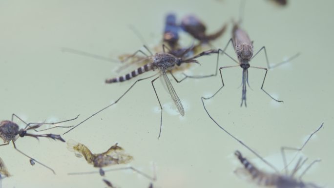 死水上的雄性蚊子蚊子特写积水蚊虫滋生登革