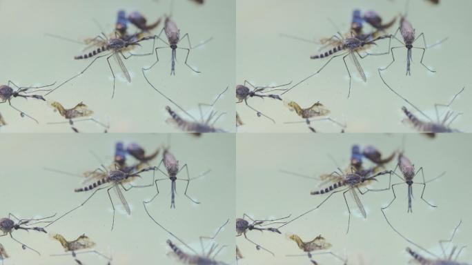 死水上的雄性蚊子蚊子特写积水蚊虫滋生登革