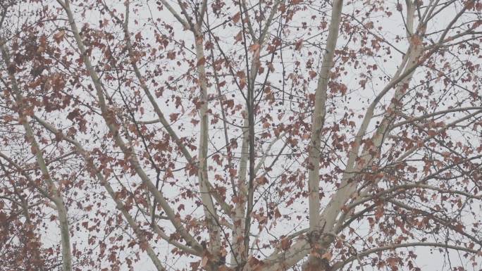 冬季的梧桐小清新时光原始生态自然空镜
