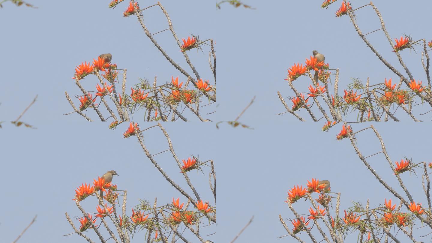 条纹耳鳞茎鸟，在树梢上吃花粉。