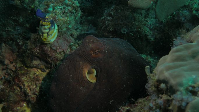 巨型章鱼（Tako）在海底移动