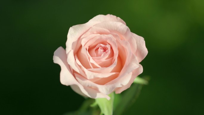 阳光下的粉色玫瑰花