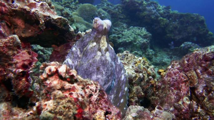 伪装在珊瑚礁上的水下暗礁章鱼