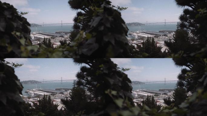 旧金山湾穿越山坡树篱