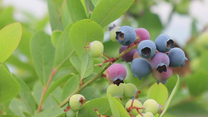 蓝莓果挂满枝头