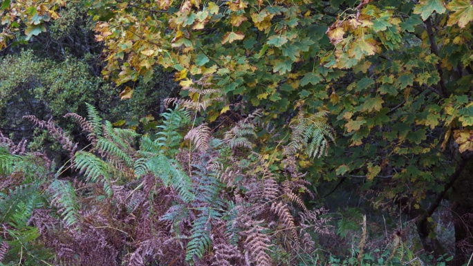 秋天蕨类植物枯萎和树叶变色