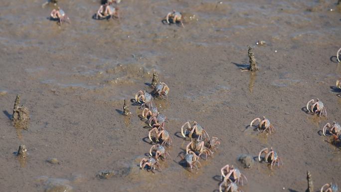 泰国南部萨顿省红树林区的沙滩上，数千只士兵螃蟹。