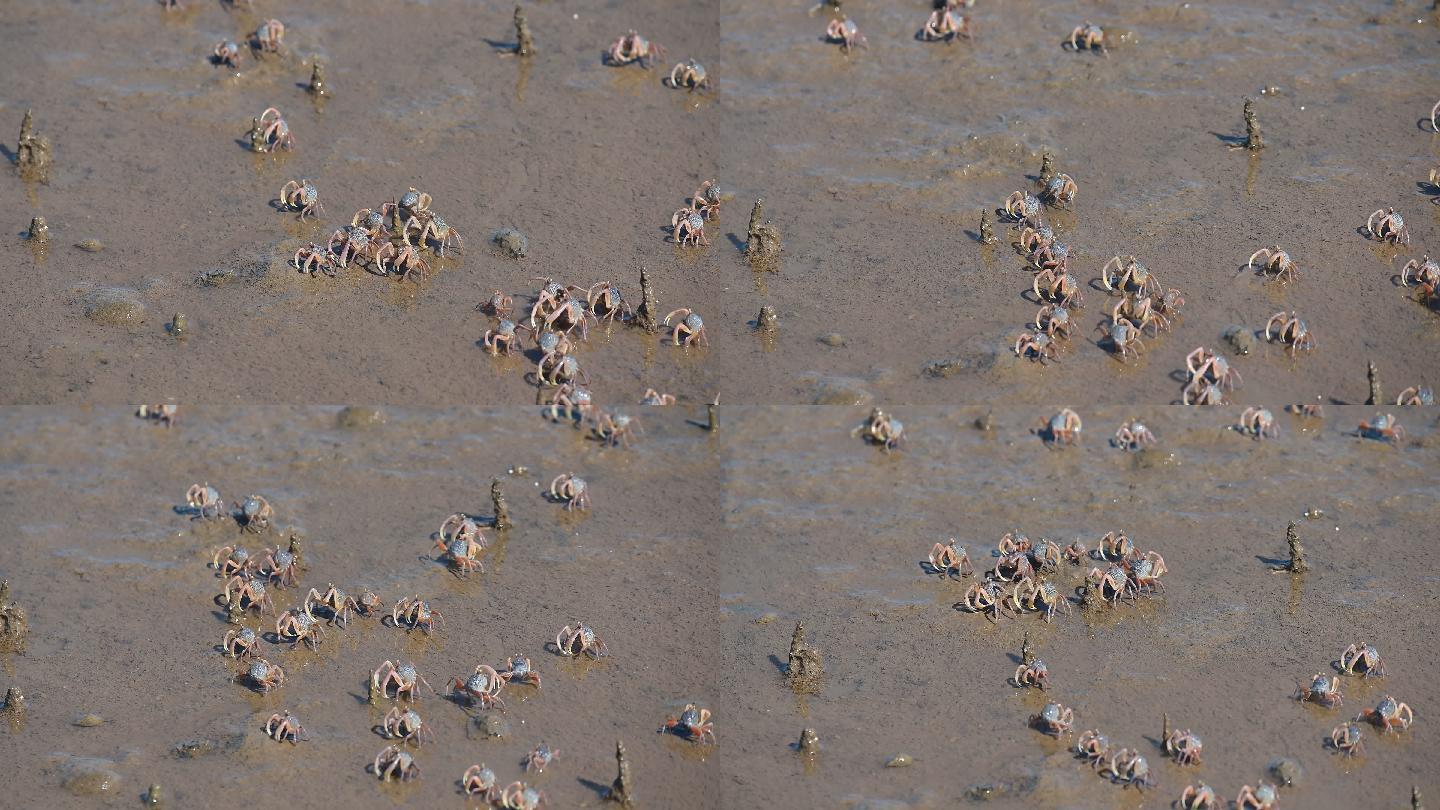 泰国南部萨顿省红树林区的沙滩上，数千只士兵螃蟹。