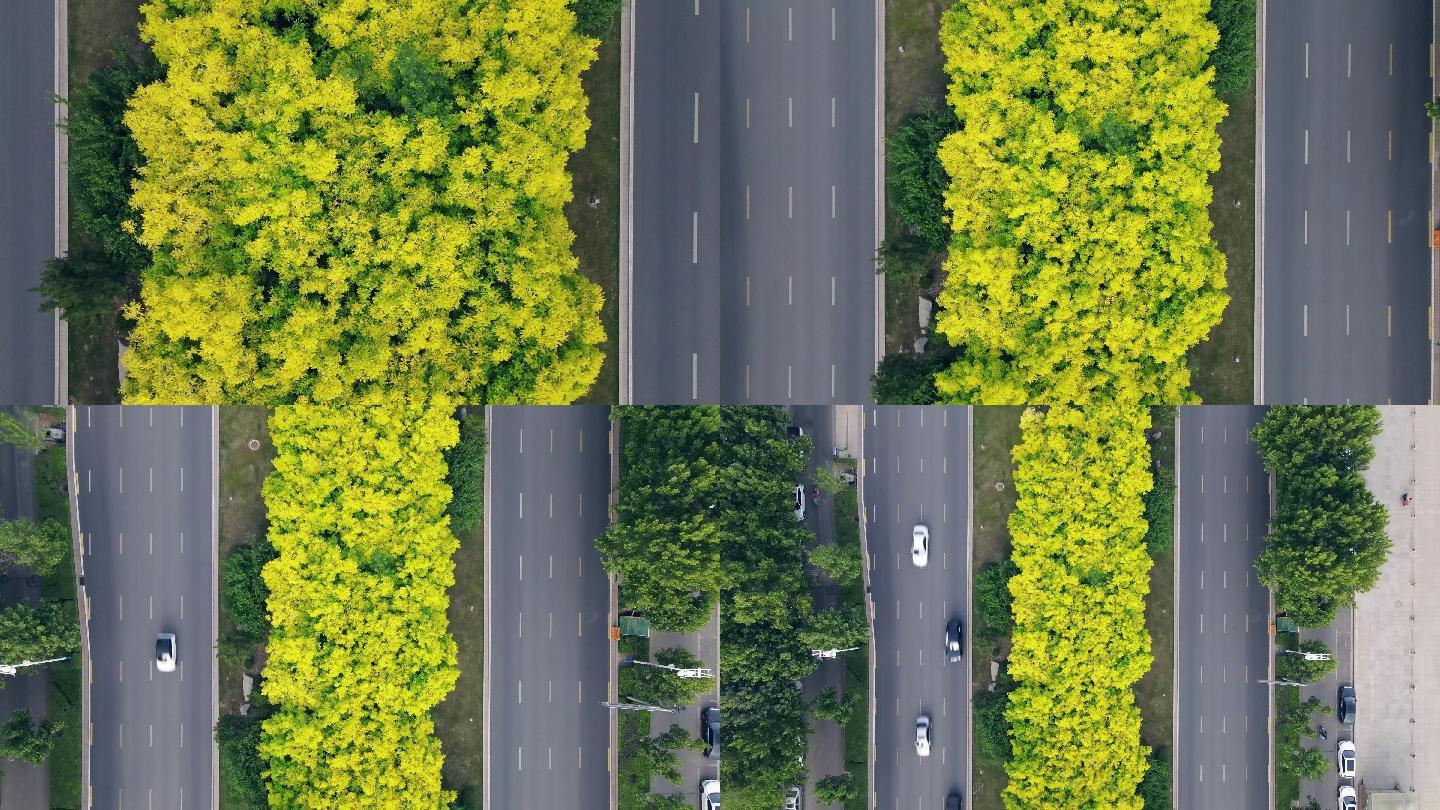 城市道路树丛-俯拍