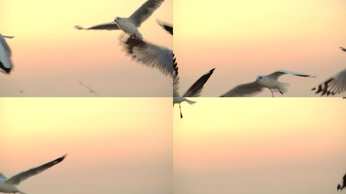 凌晨4点，海滩上日出，许多海鸥飞了起来。