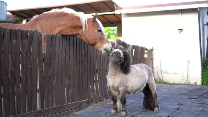 小马种马和哈夫林格种马在谷仓里嬉戏打斗。