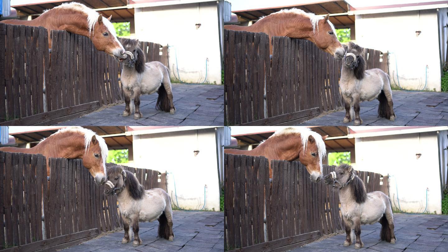 小马种马和哈夫林格种马在谷仓里嬉戏打斗。