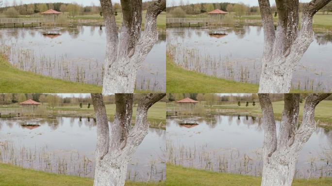 池塘旁的树，带凹室