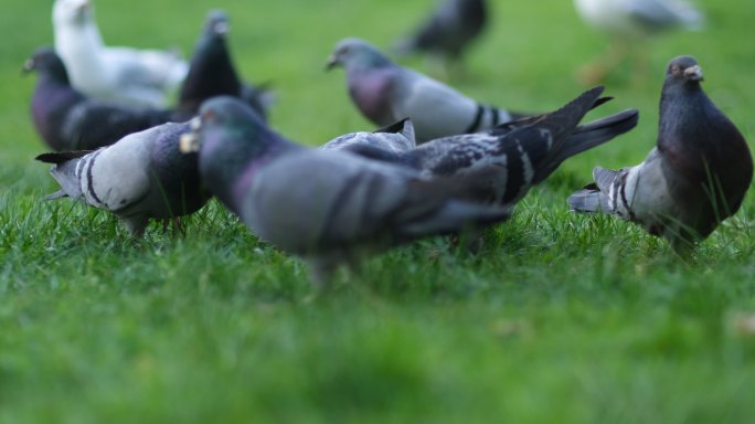 公园里的鸽子生态城市喂养