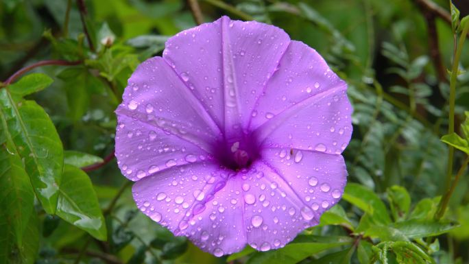 雨后植物紫色鲜花雨滴山林环境声