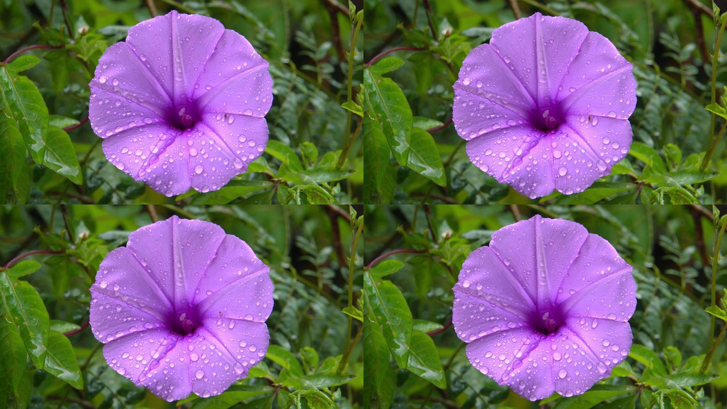 雨后植物紫色鲜花雨滴山林环境声