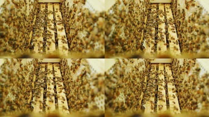 蜜蜂在蜂巢的木框间爬行