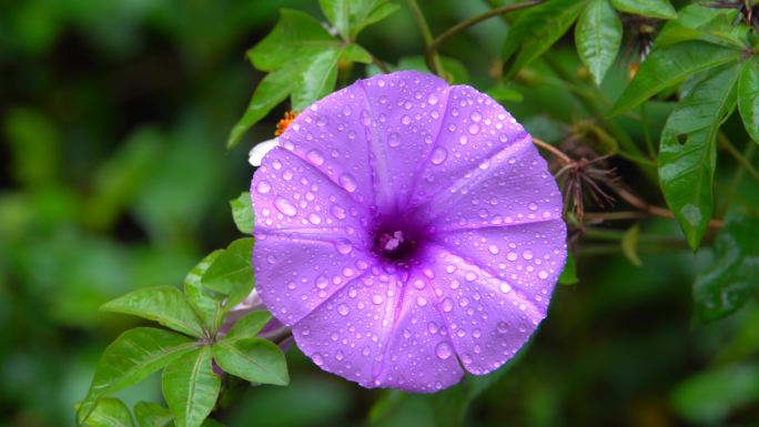 雨后植物鲜花上的水珠