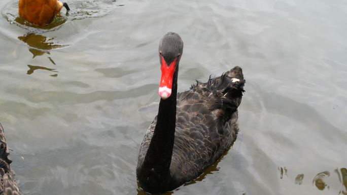 湖面上的黑天鹅大海海岛湿地湖泊戏水鸟类保