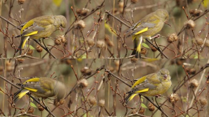 白俄罗斯春天，绿翅雀（Chloris Chloris）捕食鸟类