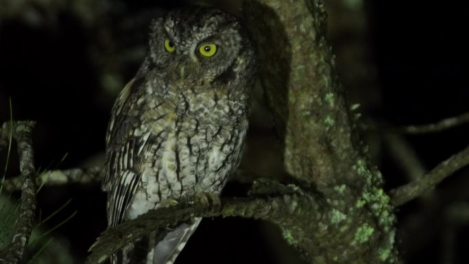 夜猫子小鸟老鹰夜视