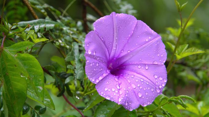 雨后鲜花水珠山林环境声