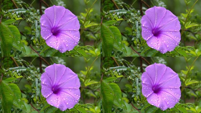 雨后鲜花水珠山林环境声