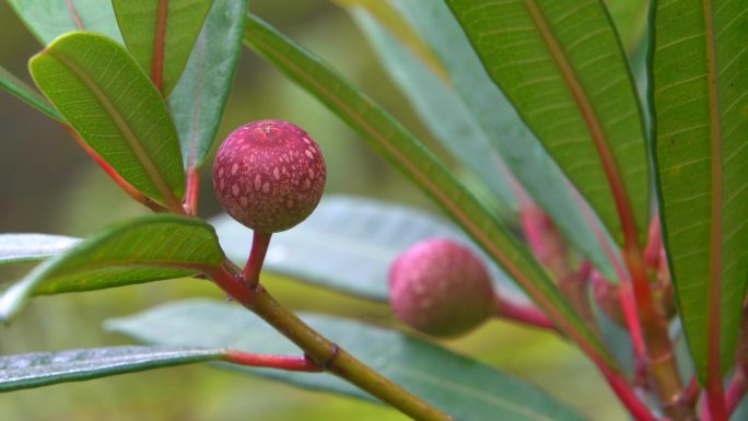 户外野外山林不能吃的果子虚实变焦两个果实