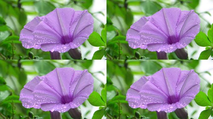 鲜花盛开雨后五爪金龙花朵水珠