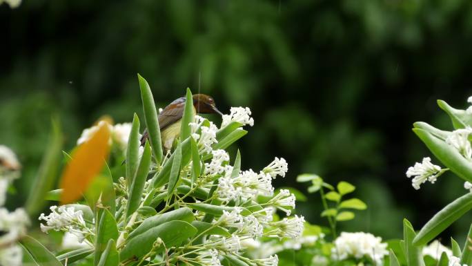 尾鸟在白蜡花上吸收甜味