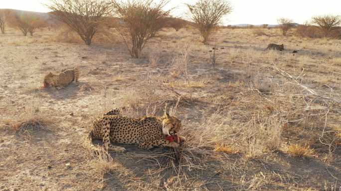 中景至中景非洲纳米比亚阳光充足的沙漠中猎豹吃肉