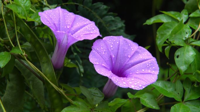 雨后山林植物鲜花水珠