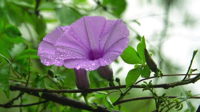 雨后植物鲜花水珠