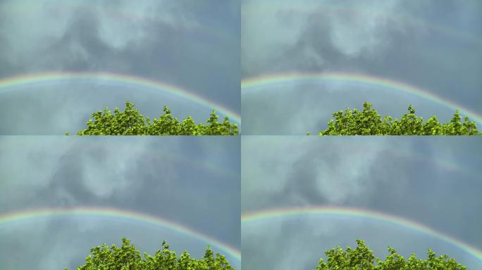 栗树上美丽的彩虹雨后风雨后