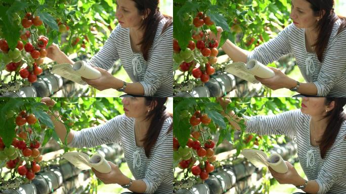 在温室里收获西红柿的女人