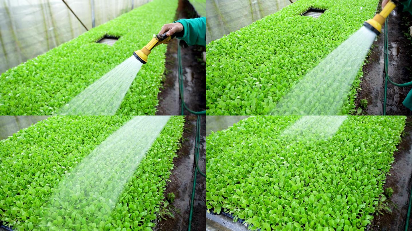 给有机蔬菜浇水。栽培喷洒蔬菜棚