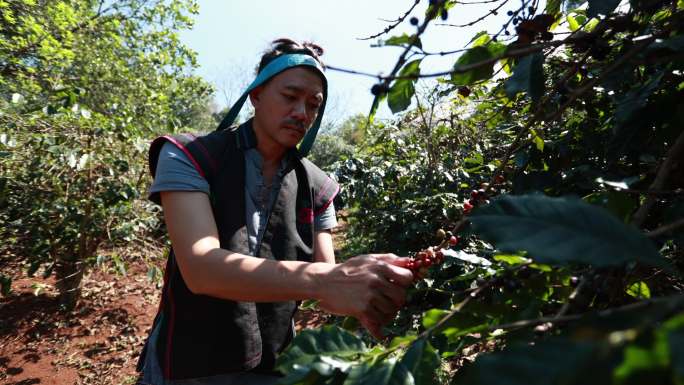 亚洲人农民在咖啡厂收获咖啡豆
